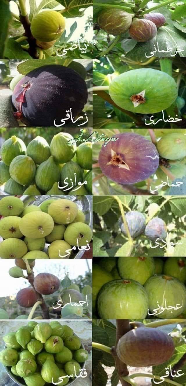 موقع اهلا - افضل فاكهة التين..تين خرطماني..